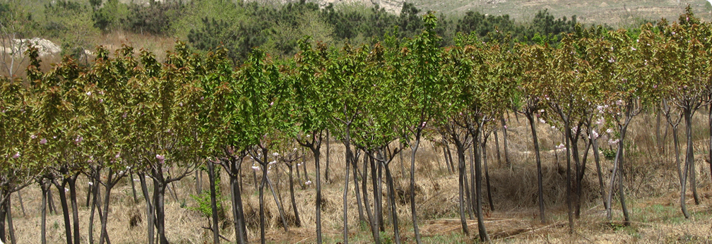 生態(tài)苗木園