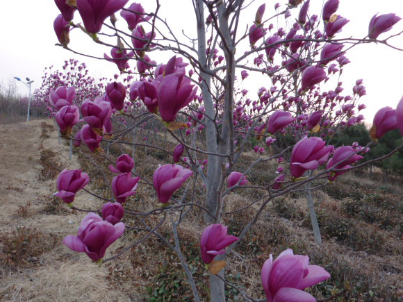 茶樹地里栽培了大量的紅、白、黃玉蘭，吸收二氧化硫，清新空氣，保持茶樹生