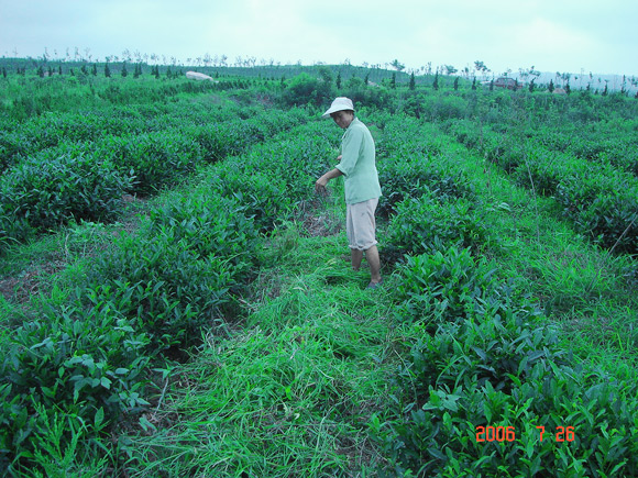 茶園除草，人工除雜草攤鋪腐爛做肥料，使用家禽肥、土雜肥；禁止使用化肥；